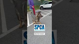 Welcome to our segment, Ask the Trainer! Today we are going over leash reactivity!