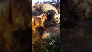 Antalya Kurbanlık Erkek Teke Organik Yayla Malı