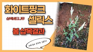 화이트핑크셀릭스(white pink salix) 봄 삽목뿌리확인