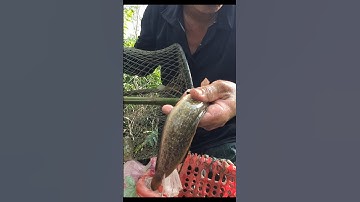 Bắt Cá Trê Vàng, Thăm Lờ Dính Cá Trê Vàng, Cá Trê Lai Ruộng Tràm Nước #shorts #bắtCáTrêVàng