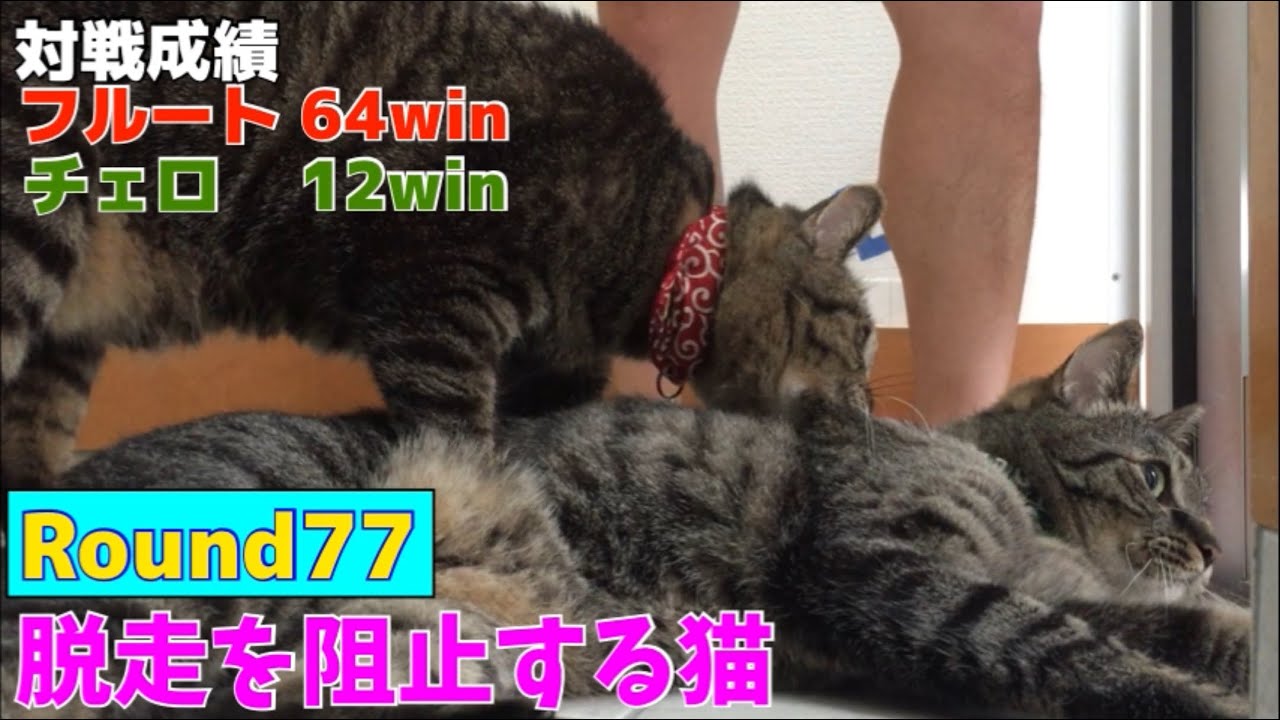 外に出たい猫vs阻止したい猫 2匹の 戦い 動画に思わぬ反響