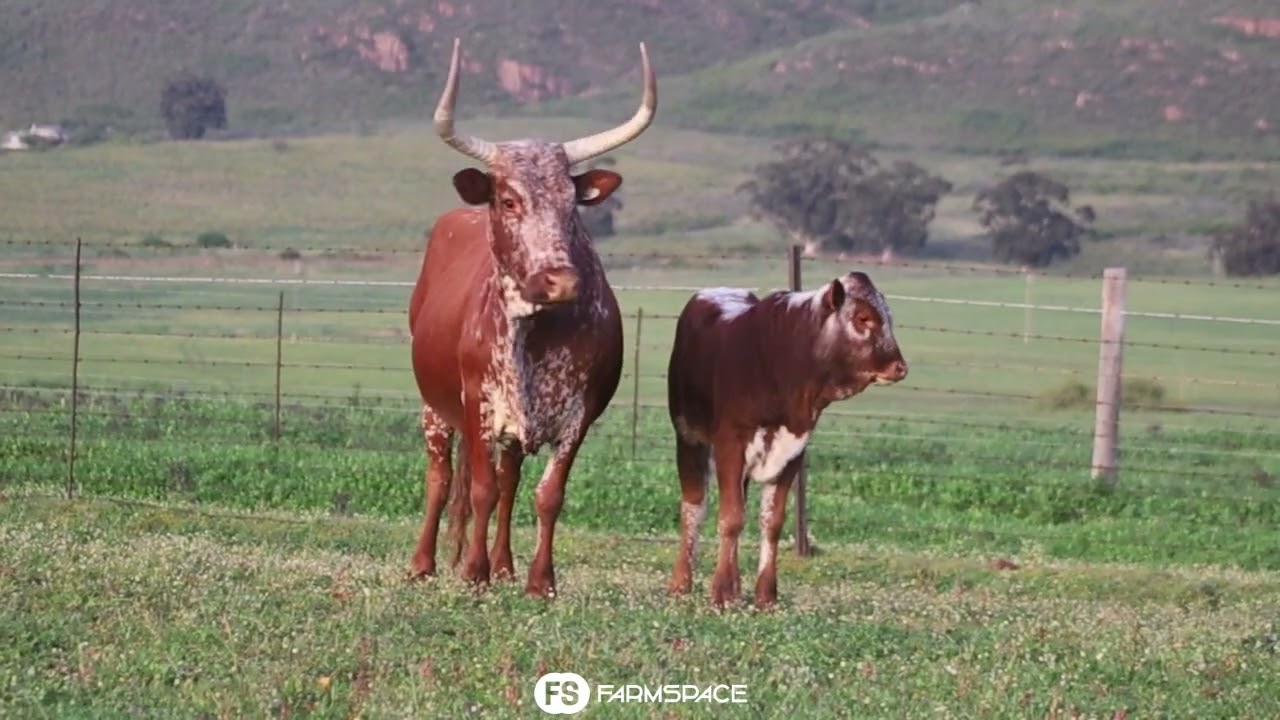 Exsteen Nguni's bied aan Lot 33 - AZ 12-32 by die Nguni Regainer Groep Veiling, 13 Oktober.