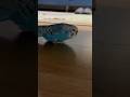 Blue Mamba Bird