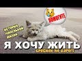 Спасение умирающего котенка. История пушистой жизни #Спасениекотенка #Творидобро #Белыйкот