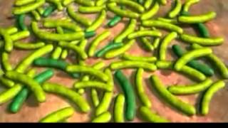 Celebrity Evolution Primer #6 Why Does Evolution Matter Now from pbs Wealth