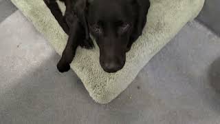acs A222806