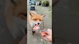 Fox Give Their Children To Humans To Raise.