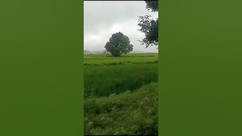 Thumbnail of Wadiyan Mera Daaman Song! Lata mangeshkar songs! #nature #shorts #short