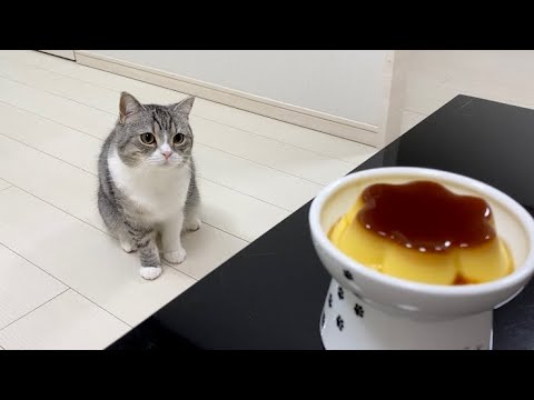 猫と同じお皿でプリンを食べてたら猫がこうなったwww