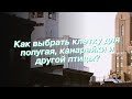 Как выбрать клетку для попугая, канарейки и другой птицы?