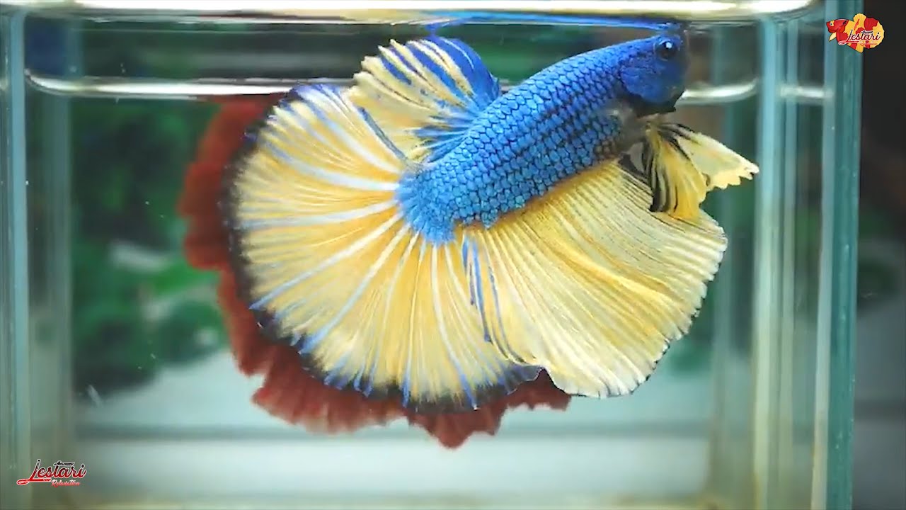 BETTA FISH | RELAXING MUSIC | CALMING MUSIC | SOOTHING MUSIC | SLEEP ...