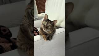 She’s so spoiled #cat #kitty #kitten #funnycats @tonikruger4