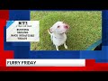 Furry Friday: Meet Bitz!