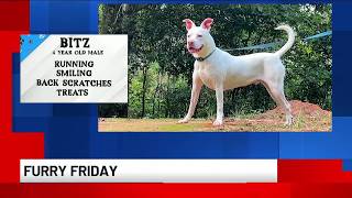 Furry Friday: Meet Bitz! screenshot 3