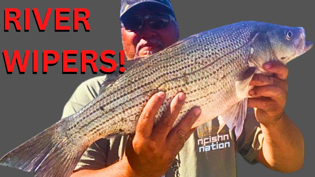🔴Solo Fishing A Muddy Nebraska River For Wipers aka Hybrid Striped Bass