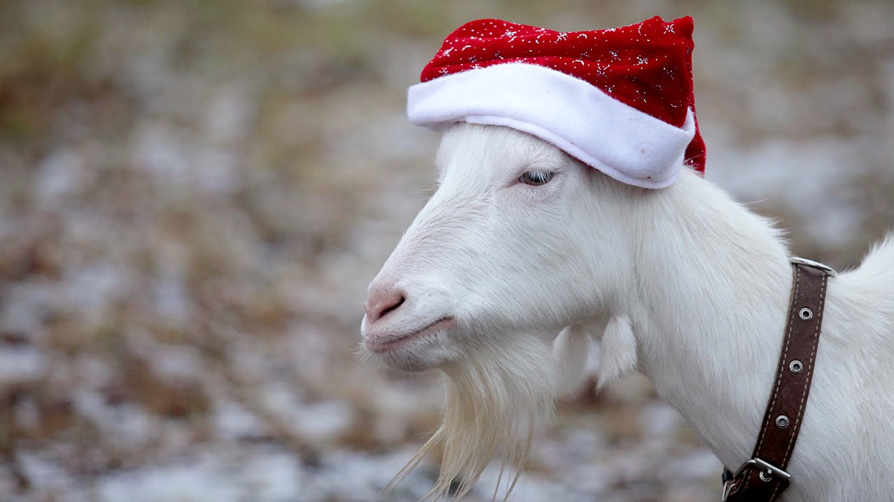 2015 года барана. Новогодняя коза. Новогодний козел. Новогодние козлы. Новогодние овечки.