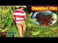 Atrapando CHAPULINES en Oaxaca para comerlos FRITOS con limon y sal