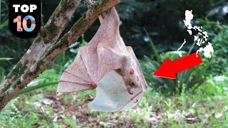 10 RARE Animals Only Found in Philippines 🇵🇭 #2 by Top 10 Daily 172,834 views 2 years ago 11 minutes, 7 seconds