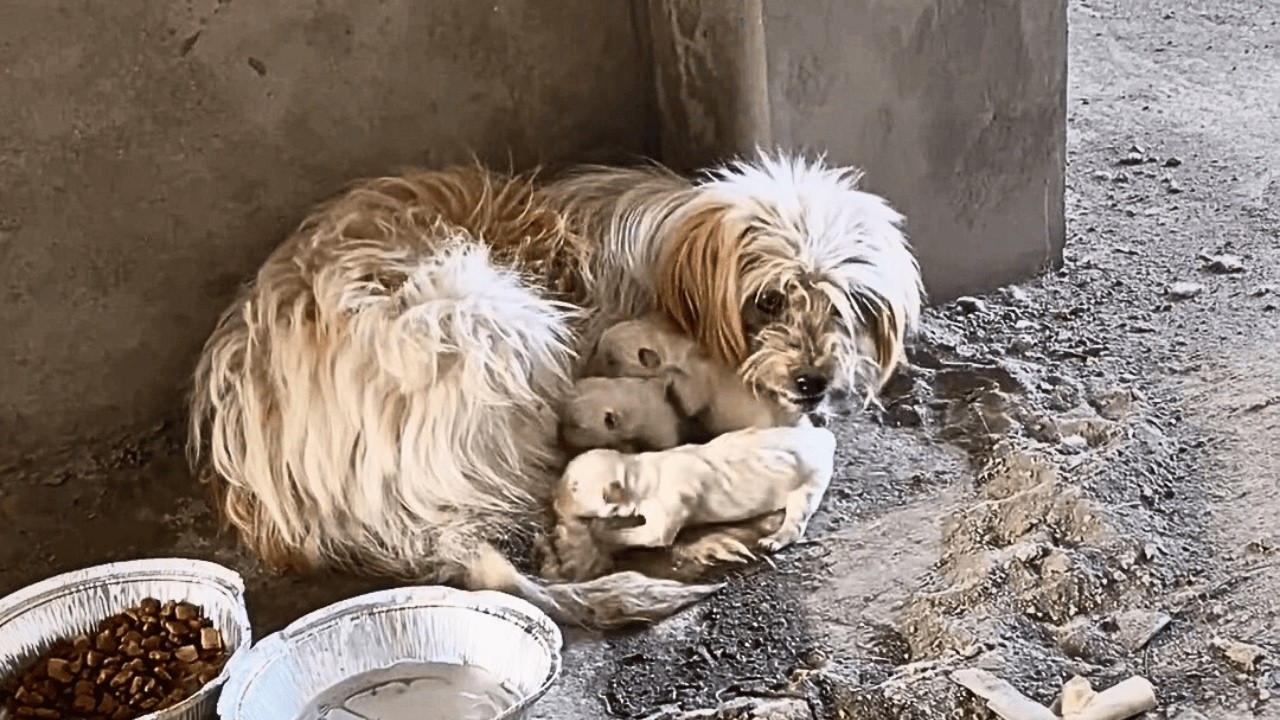 В зимних руинах бездомная собака рожает и защищает щенков, дрожа от холода, не смея отойти.