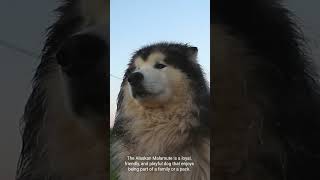 five interesting facts above alaskan malamute