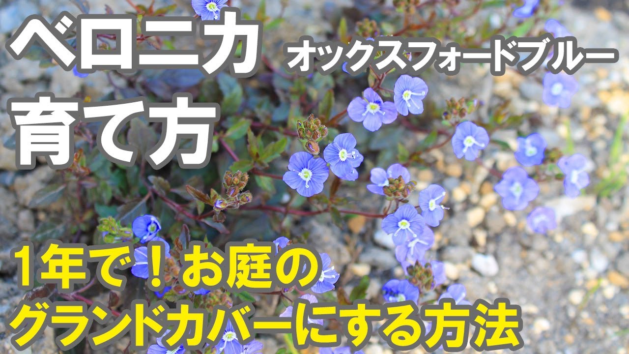 ベロニカ オックスフォードブルーの育て方 性質 株選び 植え込む場所 植え方 水やり 肥料まで Youtube