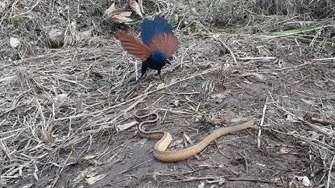 Cuộc đối đầu không cân sứt, Bìm Bịp chạm tán với Rắn Hổ