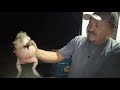 Sapo Cururu