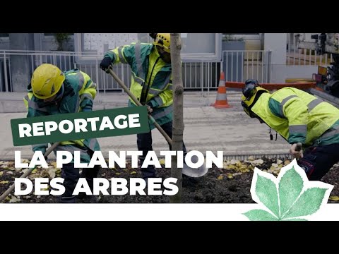 Le recrutement des arboristes - élagueurs - Ville de Paris