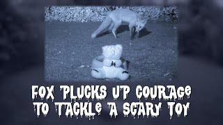 Fox plucks up courage to tackle a scary toy