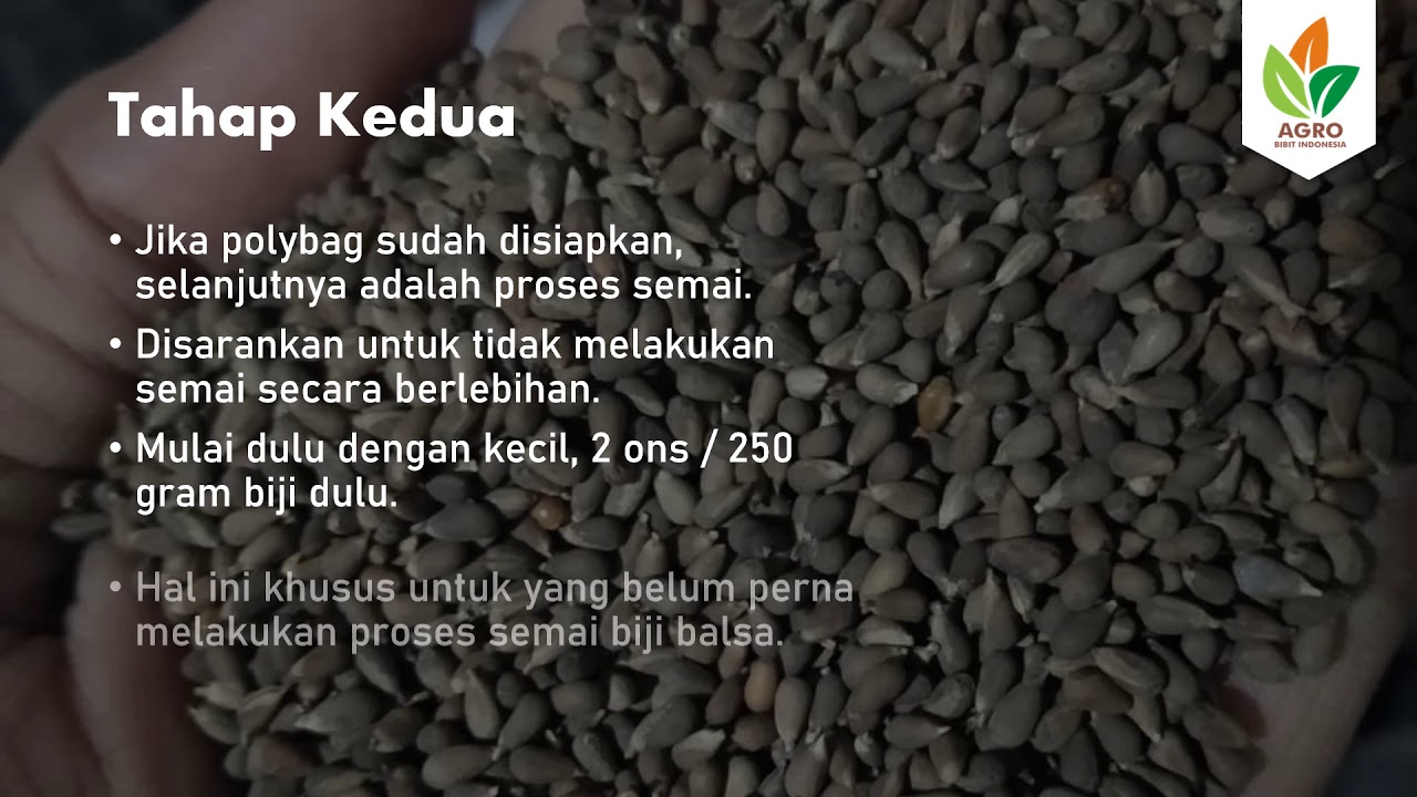 Cara Semai Biji Balsa agar Tumbuh dengan Optimal