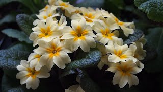 How to Start Primulas From Seed