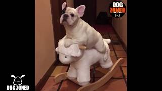 French Bulldog Rides A Sheep! screenshot 5