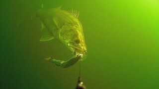 Zander attacks on the 25 cm Tommy the Trout @ lake Volkerak