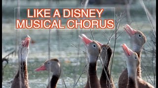 Black-bellied Whistling Ducks: NARRATED