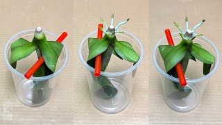 Just 1 Spoonful! Every Orchid Instantly Sprouts New Roots and Blooms screenshot 5