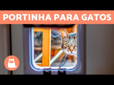 Vídeo: Como posso obter o meu gato para usar a porta do animal de estimação?