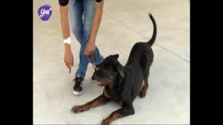 Thucungtv - Tìm Hiểu Về Giống Chó Chó Becgie Đức - German Shepherd Dog Gsd