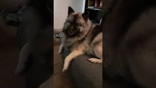 max the keeshond is such a well behaved dog.