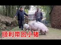 勇哥帮忙捉小猪，上圈八百斤很不错，顺顺利利带回家【乡野勇哥】