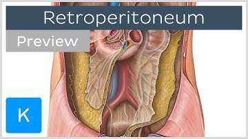 Retroperitoneal organs: definition, structures (preview) - Human Anatomy | Kenhub