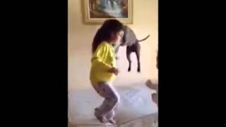 Monkey see monkey do dog