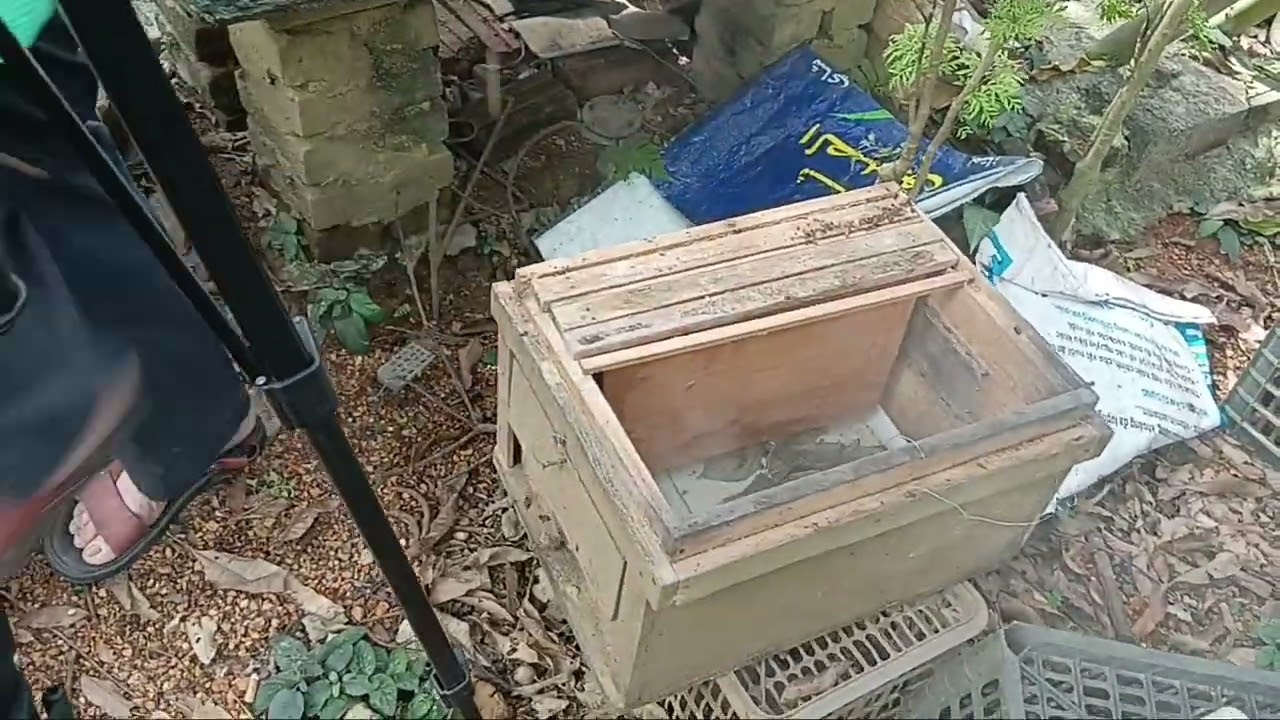 CHIA SẺ  DỒN CẦU CHÚA KHI CẦU CHÚA Ở NHIỀU ĐÀN ĐÃ VÍT NẮP,TIẾP TỤC THẢ CHÚA  ĐẺ LẠI,CHỐNG TỤT QUÂN.