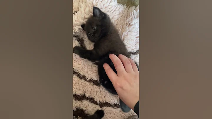 Video 7497461: british cat, kitten cute black