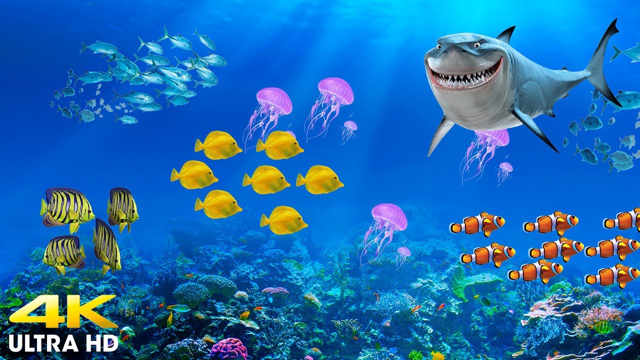 4K Turtle & Coral Paradise Undersea Nature Relaxation Film (4K Untra