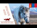 Mit dem Pferd 🐎 zu einem der abgelegensten Orte der Erde 🗺️ - Mongolei - Weltreisevlog Episode #30