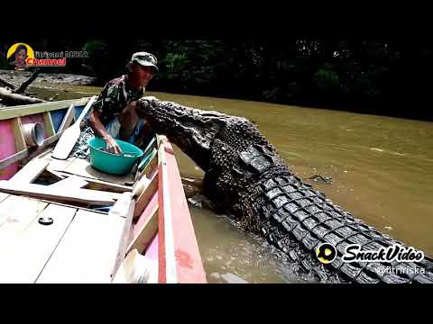 (viral) buaya kalimantan paling besar (jinak)(hati-hati) janganditiru@dimansapujagat5548