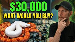 Could You Build the BEST $30,000 Boa Breeding Program? | Master Breeder Challenge