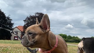 Frenchie litter playing