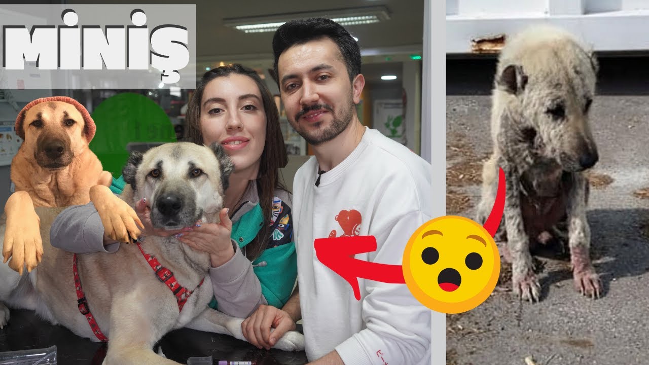 Amiral Çomarsu Miniş Kangal Bey Muayene masasında :) Kangal evde beslenir mi?