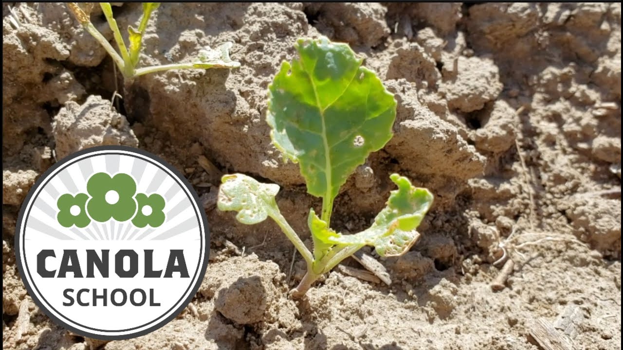 Canola School: When does it "pay to spray" for flea beetles?
